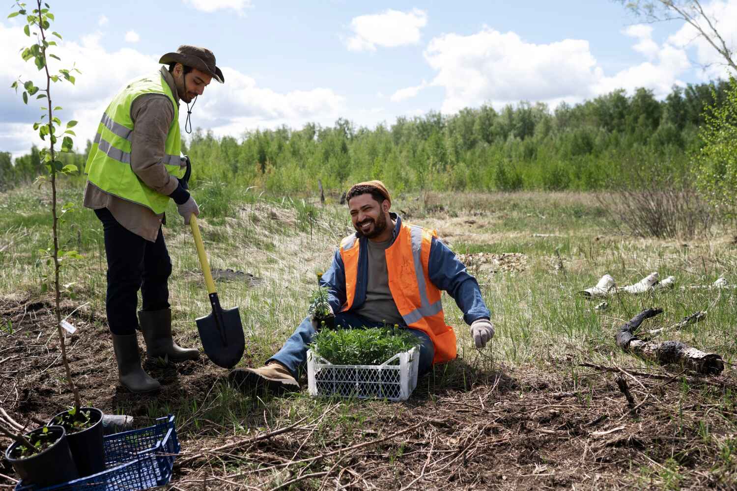 Reliable Driggs, ID Tree Service Solutions